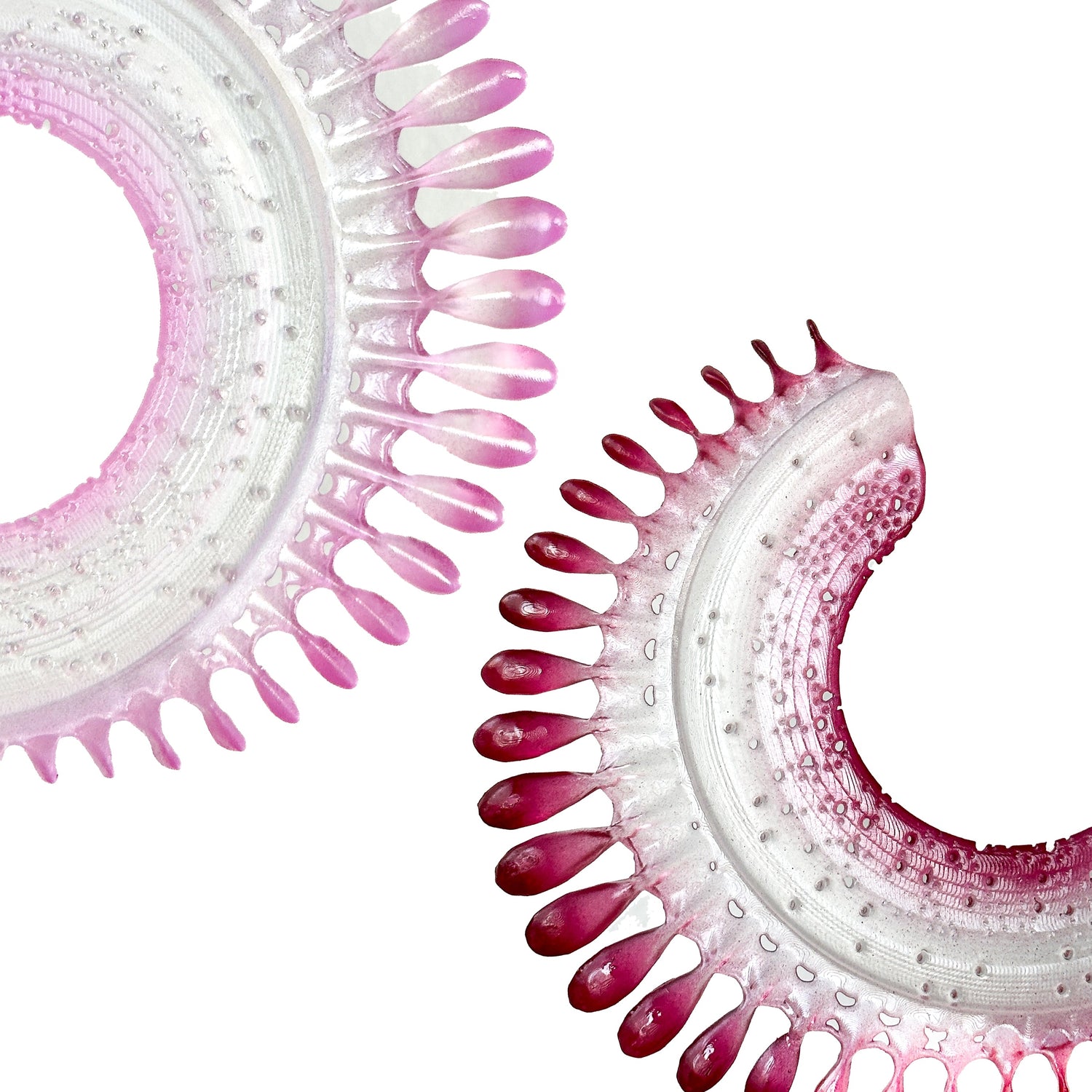 Sea Passiflora