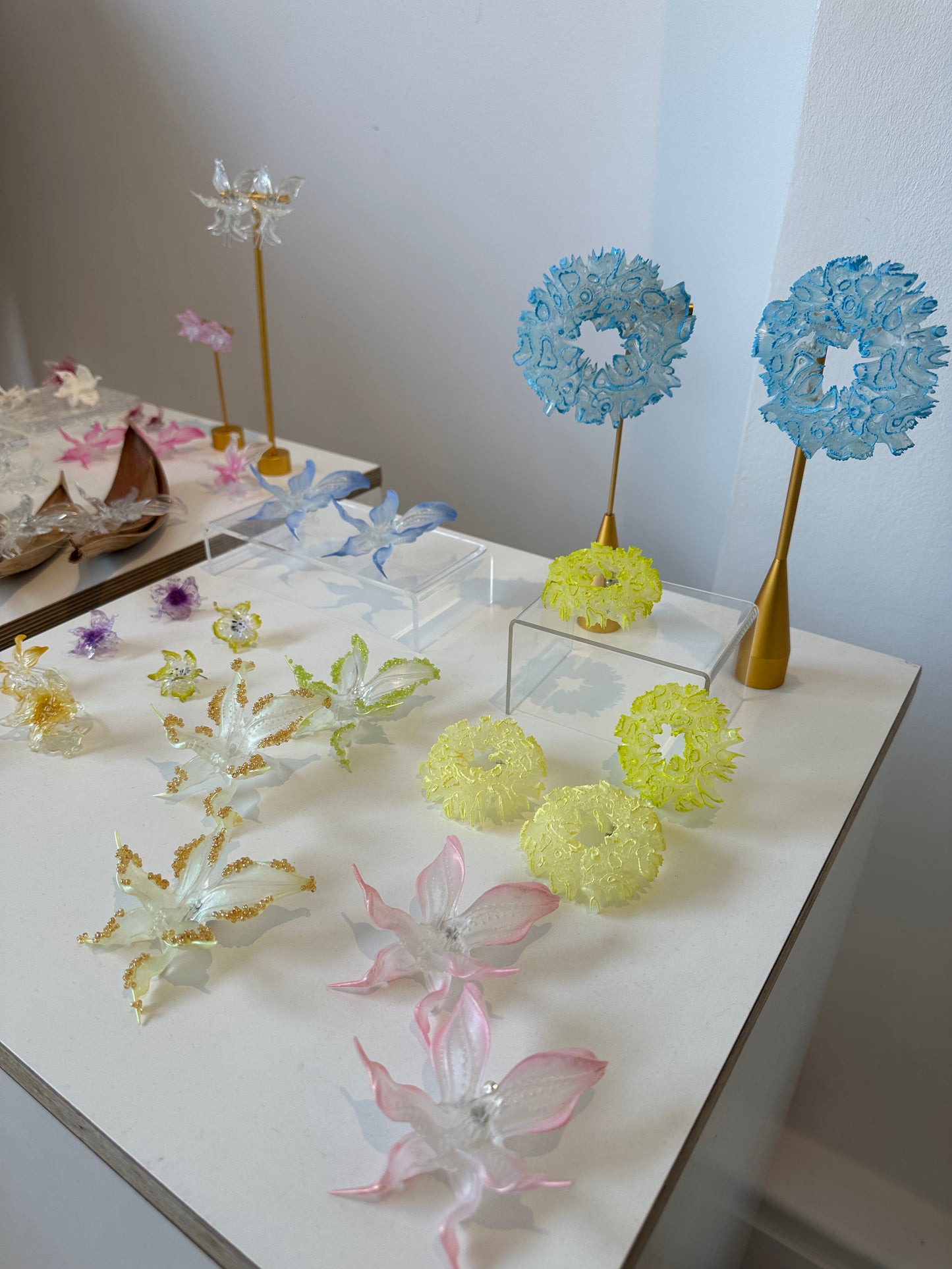 Coral Hydrangea - Lime Candy